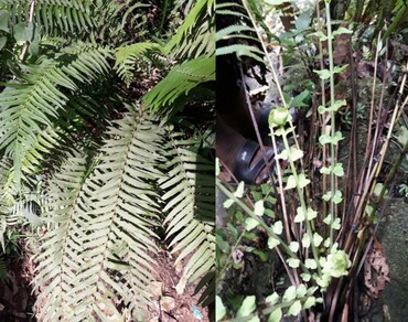 Secondary metabolite profiling of Sphaerostephanos arbuscula (Wild.) Holttum. chloroform extracts by UHPLC and their biopotency