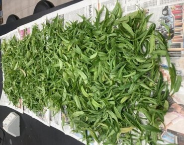 Phytochemical screening, antioxidant properties, and photocytotoxicity of Clinacanthus nutans leaf extracts