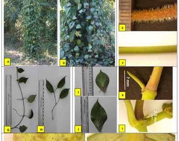 Morphological variations in orthotropic and plagiotropic branches of two Piper species occurring in North-East India
