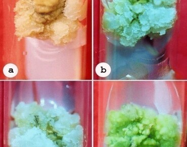 Effect of plant growth regulators on callus induction in Solanum torvum SW: a medicinal plant