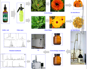 Exogenous applications of caffeic acid affect the essential oils of marigold cultivars planted on sandy soil