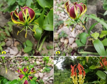 Gloriosa simplex L. (colchicaceae): a new distributional record for India