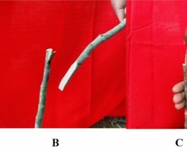 Wedge and side grafting: a boon for mass multiplication of jackfruit (Artocarpus hetrophylus L.) plants under subtropical humid condition