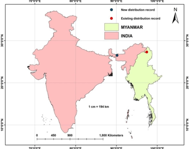 Amblyanthopsis burmanica (Primulaceae), an addition to the flora of India