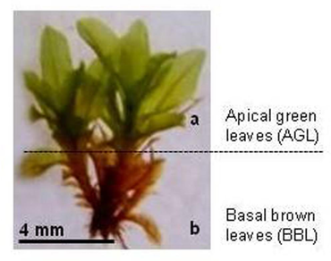 Physiological responses shown by the apical (green) and basal (brown) leaves of seven taxa of moss family Pottiaceae (Bryophyta): A comparative study from India