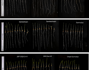 Diversity of Indian rice cultivars and landraces for seedling vigour and their association for yield related traits