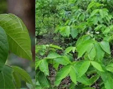 Role of herbal medicines in the treatment of infectious diseases 