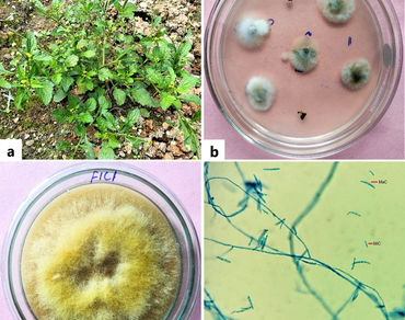 Biological activities and GC-MS analysis of crude extract of an endophytic fungus Fusarium sp. F1C1