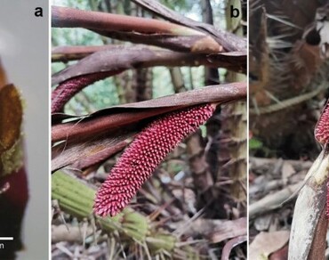 An insight toward viability and in Vitro Germination of Salacca wallichiana and Salacca zalacca ‘Sumalee’ pollens and their ability to promote fruit set and fruit characteristics