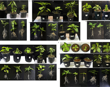 Morpho-physiochemical responses of Capsicum chinense Jacq. (Bhut Jolokia) under different abiotic stresses