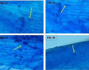 An improvement in water stress tolerance in rice by altering morpho-physiological and biochemical mechanisms using root colonizing endophyte Piriformospora indica