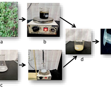 Green synthesis and characterization of nano zinc oxide and comparative study of its impact on germination and metabolic activities of Solanum lycopersicum L. and Capsicum annuum L.