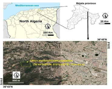 Effect of metallic stress on seed emergence and early seedling development of Cistus monspeliensis (L.): Involvement in restoration of the Mediterranean contaminated soils