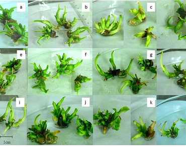 In vitro response of gamma irradiated Vanilla planifolia jacks. Shoots in the face of water stress