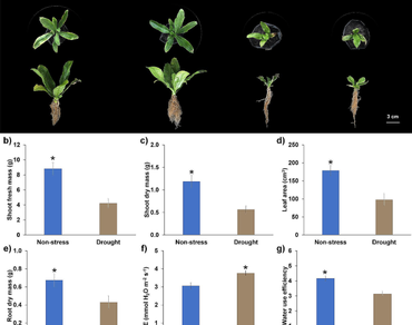 Ascorbic acid mediated mitigation of drought effects on growth, physiology, and essential oil profile in culantro (Eryngium foetidum L.)