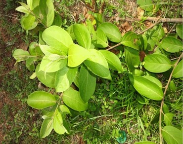 Physico-chemical evaluation and phytochemical analysis of different leaf extracts of Calycopteris floribunda Lam. a multipotent medicinal climber by GC–MS