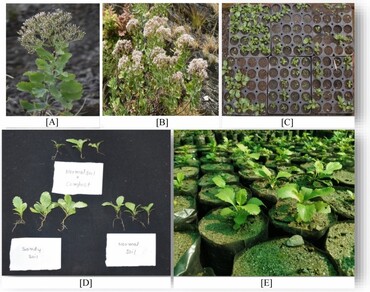Seed germination and early seedling growth behavior of critically endangered Catamixis baccharoides to variation in soil type