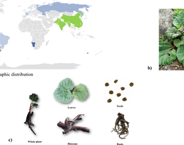 The Himalayan rhubarb (Rheum australe D. Don.): an endangered medicinal herb with immense ethnobotanical ‘use-value’ 