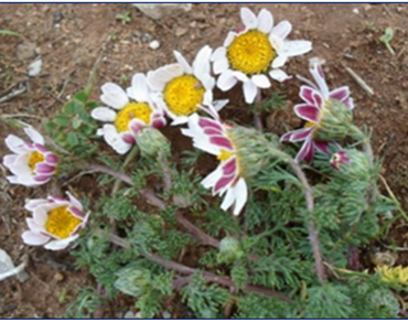 Study of the phenolic compounds of the leaves and flowers of Anacyclus pyrethrum using HPLC-UV/SM and evaluation of their antioxidant, antibacterial, and antifungal activities