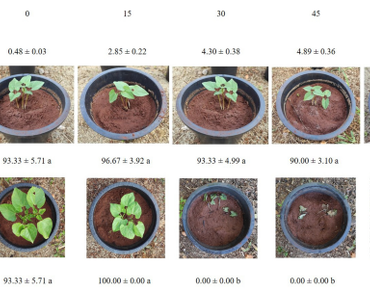Mild-NaCl stress increases protein and nitrogen contents of common bean (Phaselous vulgaris) grains