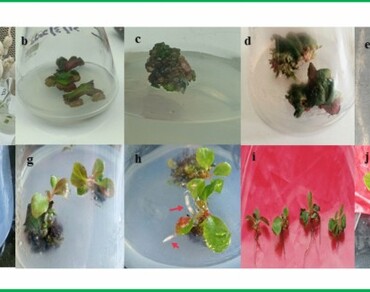 In vitro propagation of Bergenia stracheyi: an alternative approach for higher production of valuable bioactive compounds