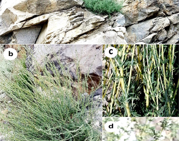 New data on the occurrence of Bassia prostrata (L.) A.J. Scott., (Amaranthaceae) plant with emphasis on morphology and nrDNA ITS phylogeny from Gilgit-Baltistan, Pakistan