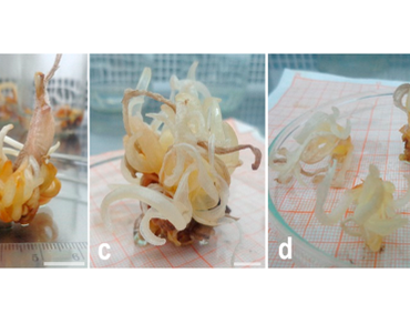 In vitro shoot formation and enrooted mini-corm production by direct organogenesis in saffron (crocus sativus L.)