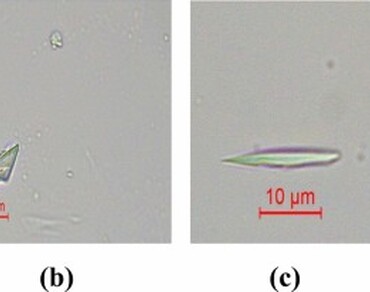 Mycoliths (fungal-phytoliths) from some hymenomycetous macrofungi