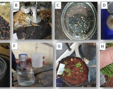 Genetic analysis of root-knot nematode (Meloidogyne incognita) resistance in carrot (Daucus carota L.)