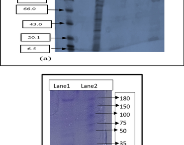 Purification and characterization of L-Amino acid oxidase from Aspergillus terreus MZ769058