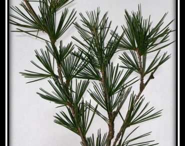 Synthesis and characterization of zinc oxide nanoparticles with Cedrus deodara (Deodar)