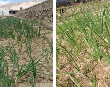 Comparative analysis of physiochemical, nutritional and bioactive phyto-compound of onion (Allium cepa L.) cultivated at high and low altitudes
