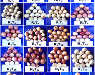 Exploring the morphological and biochemical characteristics of Kharif onion (Allium cepa L.): principal component and path coefficient analysis