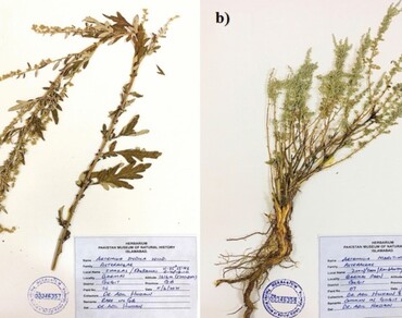 Antioxidant dimension and potential as bacterial growth inhibitors in crude extracts of two Artemisia species (Artemisia indica Willd. and Artemisia maritima L.) from Gilgit-Baltistan region, Pakistan