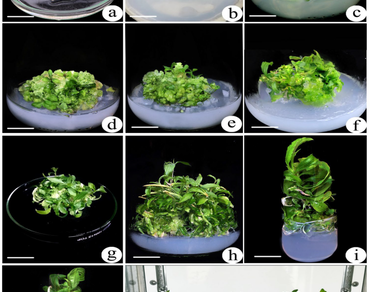 Deciphering the efficiency of meta-Topolin in de novo shoot regeneration, L-Dopa biosynthesis, survival rate, and the evaluation of genetic stability in Hybanthus enneaspermus (L.) F. Muell.