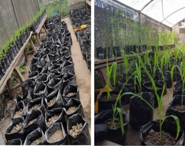 Responses of Zea mays L. cultivars under drought stress at reproductive stage