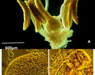 Detection of facultative apomixis in little millet, Panicum sumatrense