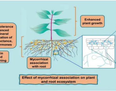 Investigating the function of mangrove mycorrhizal fungi with special emphasis on arbuscular mycorrhizae (AMF) symbiosis in promoting ecosystem health and sustainability