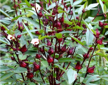 Anticancer properties of Roselle (Hibiscus sabdariffa L), review article