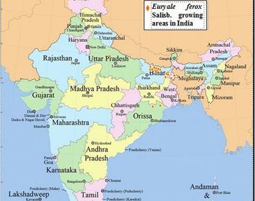 Suitability of underutilized aquatic cash crop Euryale ferox Salisb. for low-land agriculture and enhancing farmer’s income
