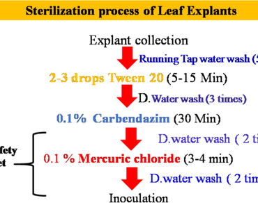 “In vitro callus generation and somatic embryogenesis from leaf explant of Madhuca longifolia var latifolia (Roxb.) A. Chev”