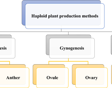 Prevailing situation of anther and ovary cultures in cucumber haploid induction