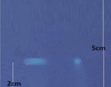 In vitro and silico assessment of berbericinine, a promising drug candidate against neurodegeneration and neuroinflammation