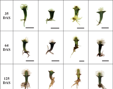 Light spectra on in vitro seed germination of the Brazilian cactus Cereus jamacaru DC. subsp. jamacaru