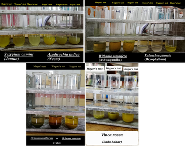 Phytochemical analysis and comparison of some selected plants