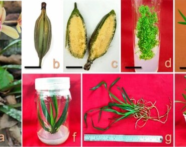 Exogenous application of chitosan, a potent biotic elicitor enhances micropropagation efficiency of Cymbidium aloifolium (L.) Sw., an orchid of medicinal and horticultural importance