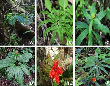 Assessing population density and regeneration potential of Paris polyphylla Sm. in the Arunachal Himalaya, India: implications for conservation