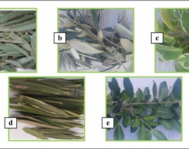 Evaluation of different plant aqueous extracts for effective management of Thielaviopsis paradoxa causal agent of the black scorch disease in date palm fronds in Morocco