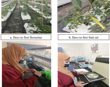 Influence of various soilless media and fertigation levels on growth and yield of tomato (Solanum lycopersicum L.) under polyhouse condition