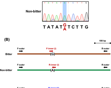 Development of tetra-primer ARMS-PCR to genotype the G1178A SNP on the Cucumis sativus Bitterness gene